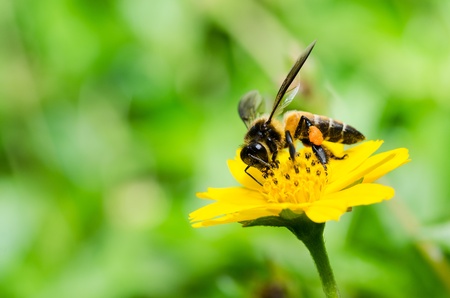 bee macro in green nature or in the garden