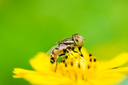 Fruit files or Flower files or hover files macro in green nature or in the gardenの写真素材