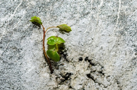 The Plant on a White Wall Background survival treeの写真素材