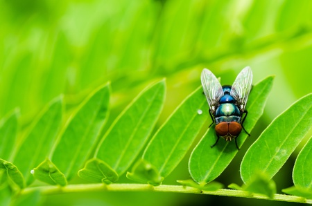 fly macro in green nature or in the city or on foodの写真素材
