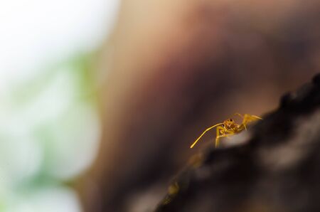 red ant macro in green nature or in forestの写真素材