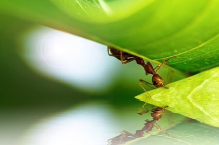 red ant powerful in green natureの写真素材
