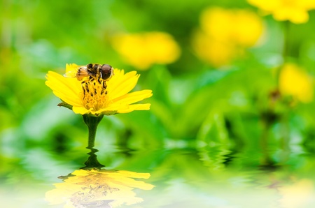 Fruit files or Flower files or hover files macro in green nature or in the gardenの写真素材