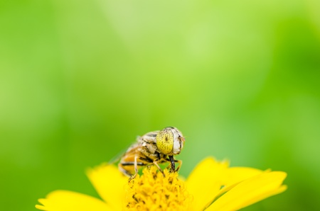 Fruit files or Flower files or hover files macro in green nature or in the gardenの写真素材