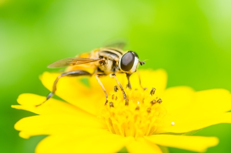 Fruit files or Flower files or hover files macro in green nature or in the garden