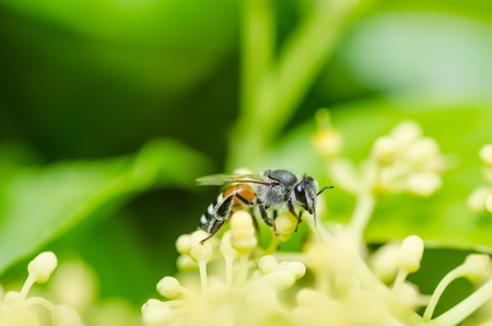bee macro in green nature or in the gardenの写真素材