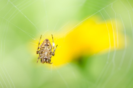 spider in nature or in the gardenの写真素材