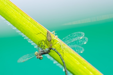 spider in nature or in the gardenの写真素材