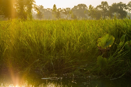 grass at sunset in the eveningの写真素材
