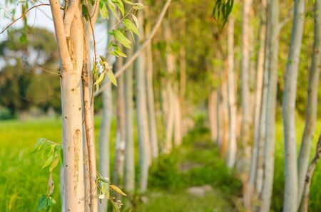Eucalypt tree rainforest in the natureの写真素材