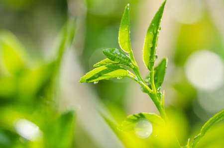 green lemon tree  in the nature