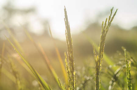 Rice field in farmland food of Asia
