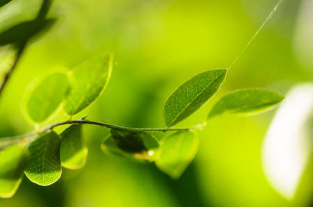 Green leaves in the natureの写真素材