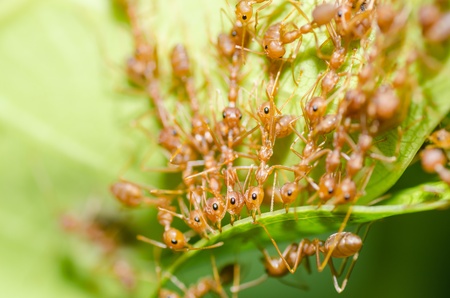 red ant teamwork in green nature or in the gardenの写真素材