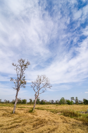Bale golden straw in the field and blue skyの写真素材