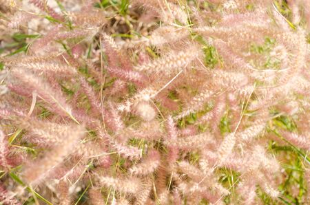 Flower foxtail weed in the green natureの写真素材