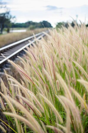 Flower foxtail weed and railway in the green natureの写真素材