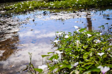 morning glory and the river in the natureの写真素材