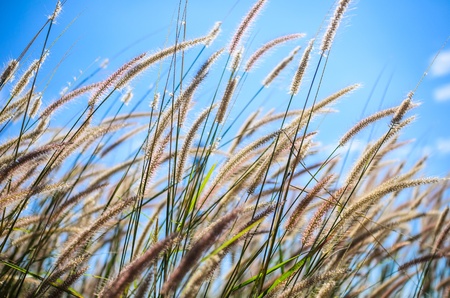 Flower foxtail weed in the green nature
