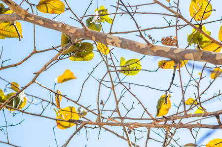 Leaves and sky in the morning