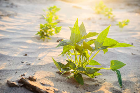 Green plant  on the sand leaves and sunの写真素材
