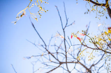Leaves and sky in the morningの写真素材