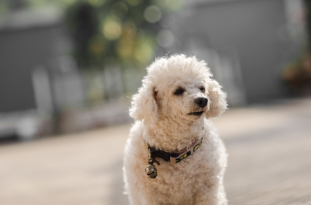 A little toy poodle dog  in the morningの写真素材