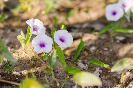 Morning glory in the nature or in the garden