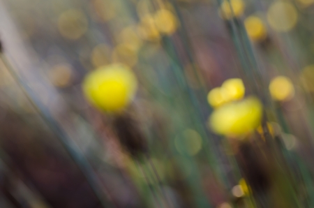 Abstract art backgroud out of fucus flowerの写真素材