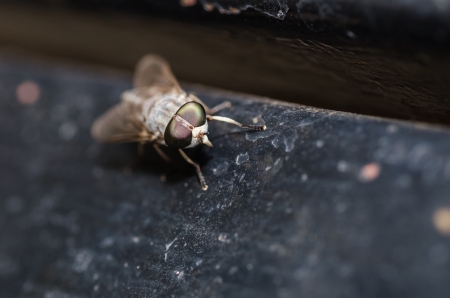 Horse Fly or Tabanus sulcifrons in the natureの写真素材