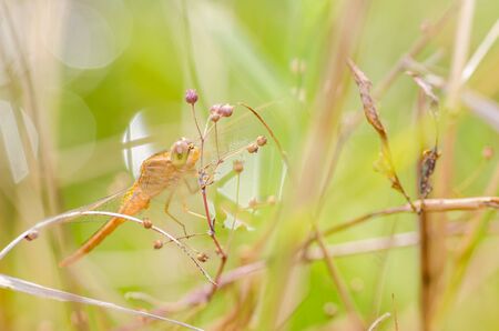 Dragonfly macro in the nature or in the gardenの写真素材