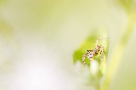 spider in the nature or in the gardenの写真素材