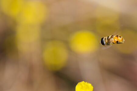 Flower files in the nature or in the gardenの写真素材