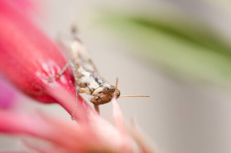 Grasshopper on pink flower in the natureの写真素材