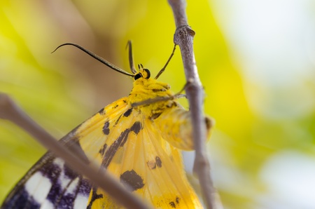 Yellow moth or Dysphania militaris in the natureの写真素材