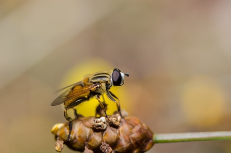 Hoverfly on the plant in the natureの写真素材