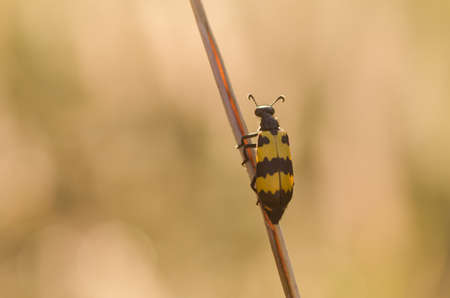 Black spotted yellow beetle in the natureの写真素材