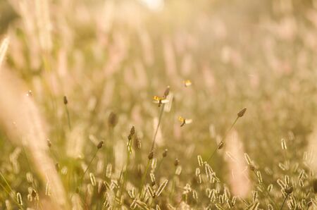Black spotted yellow beetle  in the meadow natureの写真素材