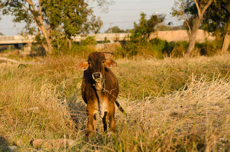 Cow in field. In the farmlandの写真素材