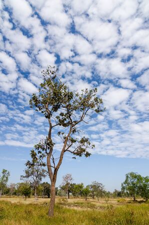 Tree and sky in countrysideの写真素材