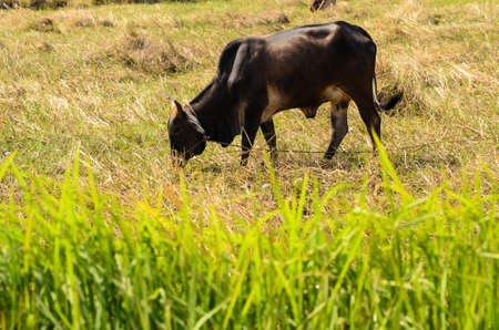 Cow on grass in the nature or in the farmの写真素材