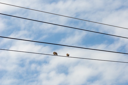 Couple Sparrow bird on the electronics line and blue sky