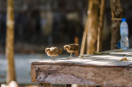 Chicken in the farm or in the nature outdoor