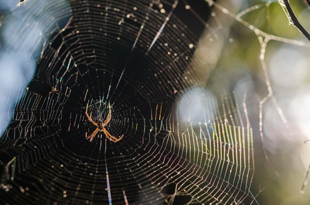 Spider and web in the nature or in the garden