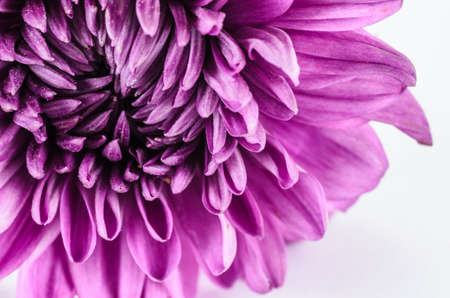Chrysanthemum flower macro flower in the nature or in the gardenの写真素材