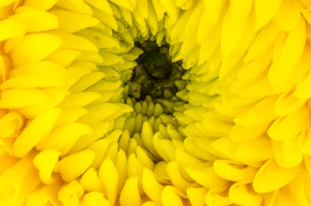 Chrysanthemum flower macro flower in the nature or in the gardenの写真素材