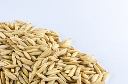 Paddy rice macro in Thailand in white backgroundの写真素材
