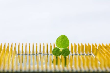 Little plant on electronic in the environment conceptの写真素材