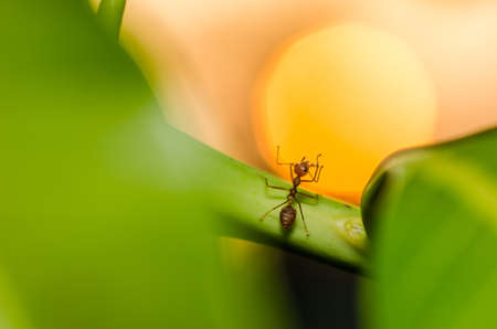 Red ant and sunset in the nature or in the gardenの写真素材
