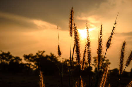 Foxtail weed in the evening in nature conceptの写真素材